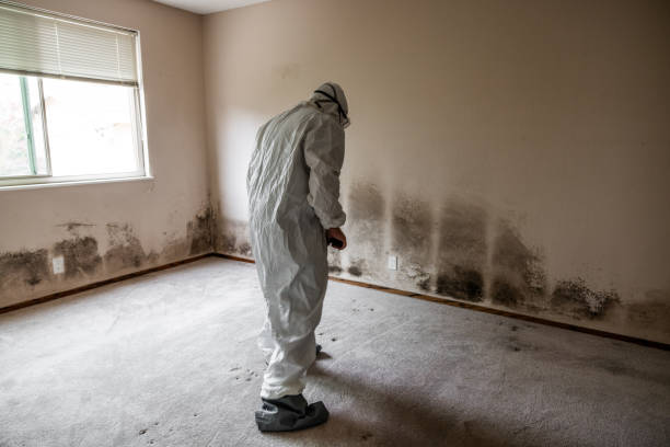 Best Biohazard Mold Removal  in Stratford, OK